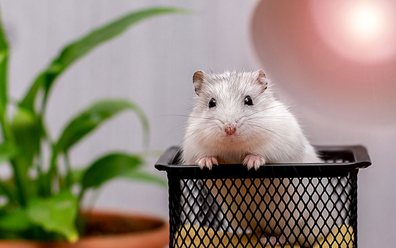 Best Rat Control services near me in Hyderabad