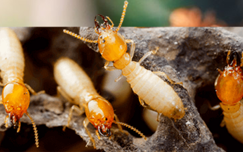 White Ants Control Services in Hyderabad