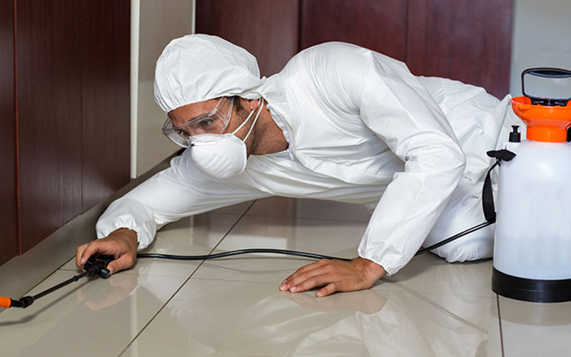 Best pest control services near me in Hyderabad